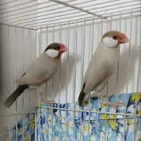 یک جفت فنچ شکلاتی و یک جفت سیلور