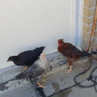 نیمچه مرغ و خروس