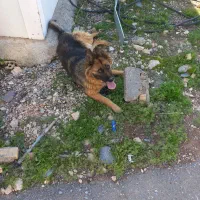 سگ ژرمن نژاد اصل ، (ماده)