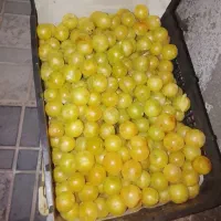 آلو زرد