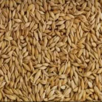یک تن بذر جو برای کشت یا خوراک دام
