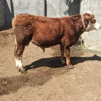 گوساله نر سیمنتال جنس اصل