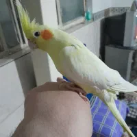 عروس هلندی با جوجه