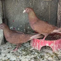 سرخ کرمانی با جوجه با یگ جفت ساده
