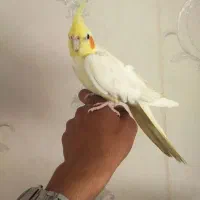 پرنده عروس هلندی