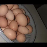 تخم مرغ محلی