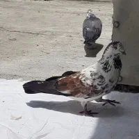 سوسکی قارا خال قدیم