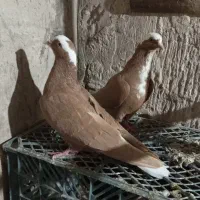 کبوتر