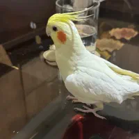 عروس هلندی لوتینو ماده