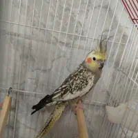 یک عروس هلندی مامان بچه هاشه گم شده
