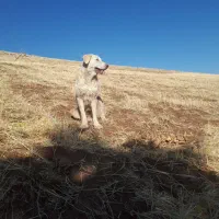 سگ دورگه پژدر