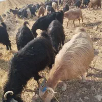 ۱۵۰ بز داشتی