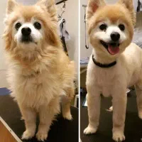 اصلاح سگ و گربه