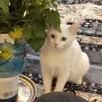 گربه زیبا و پرنسس
