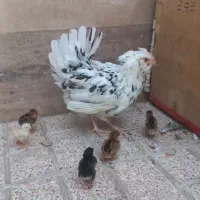 مرغ گلین ریشو اصل با جوجه