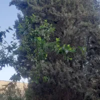 فروش-زمین-1000متری-درمنطقه-میلاسازی-هیرمندنیاسر
