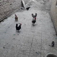 تعدادی مرغ
