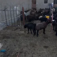 حیوانات بره قربانی