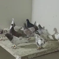 کفتر هوایی کفتر بوم ساروسوسکی وهفرنگ وابلق