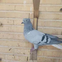 دوتاجوجه دم سفید فروشی. نر پشتار