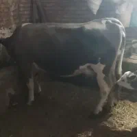 فروش یکجا گاو و گوساله