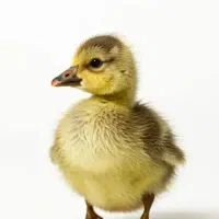 جوجه غاز یک روزه