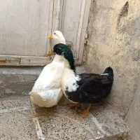 اردک