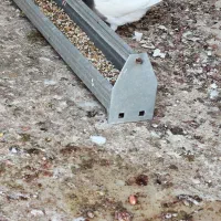 طوقی درجه یک|پرنده|خرمشهر, |دیوار