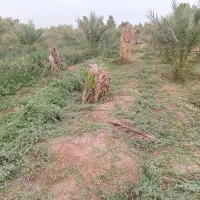 بیده دست پیچ بدون علف هرز تمیز