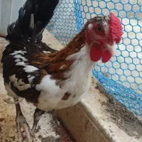 خروس جوان