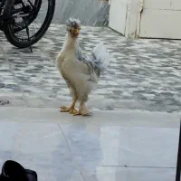 خروس سلطان