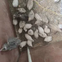 بلدرچین آمریکایی
