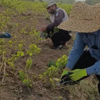 لازم به کار هستم  کار باغ و ساختمان