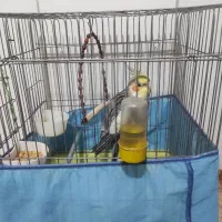 عروس هلندی سینامون