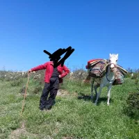 اسب گوسفندی به نام برفی