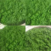 سبزی خانگی آریاییمنش