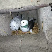 کبوتر تکپر پرشی