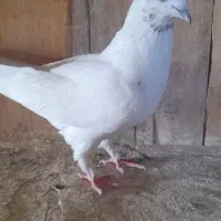چنتا حیون خوب