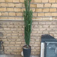 گل افوربیا 2/5 متری
