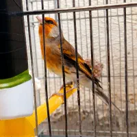 سهره قناری دهن پاک