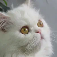 اسکاتیش وپرشین وچینچیلا