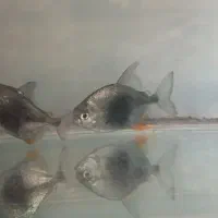 ماهی بلک بری