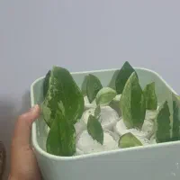 برگ زاموفیلیا ابلق غده دار