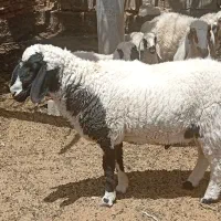 گوسفند