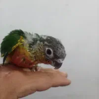 فروش جوجه گرینجیک