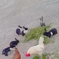 فروش ۶ تا خرگوش مولد و زبل