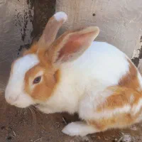 خرگوش بازیگوش
