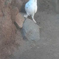 کبوتر گوی گویلوه خالدار گرفته شده