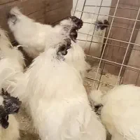 خروس ابریشمی