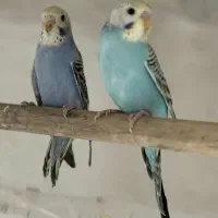 مرغ عشق اسپانگل (روانسر)
